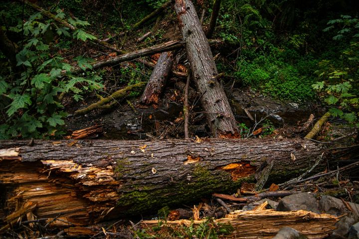 Fallen and broken trees across a woodland stream after a storm