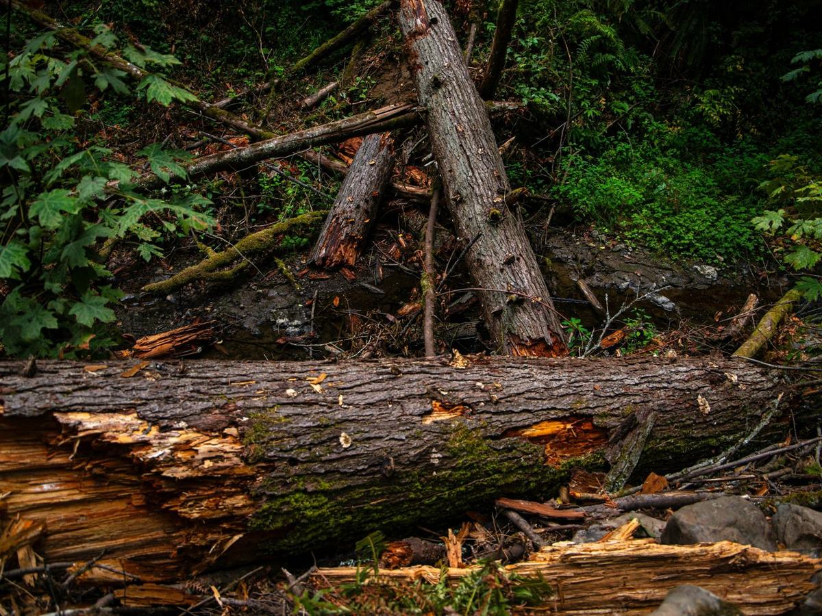 Fallen and broken trees across a woodland stream after a storm