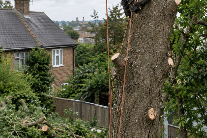 Tree trunk with fresh cuts beside a house, with felled branches cleared below