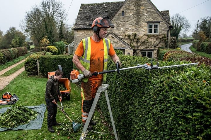 Worker trimming a tall hedge from a stepladder while a colleague clears the cuttings
