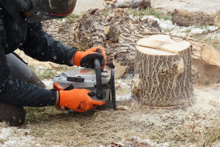Operator in protective kit cutting a tree stump with a chainsaw