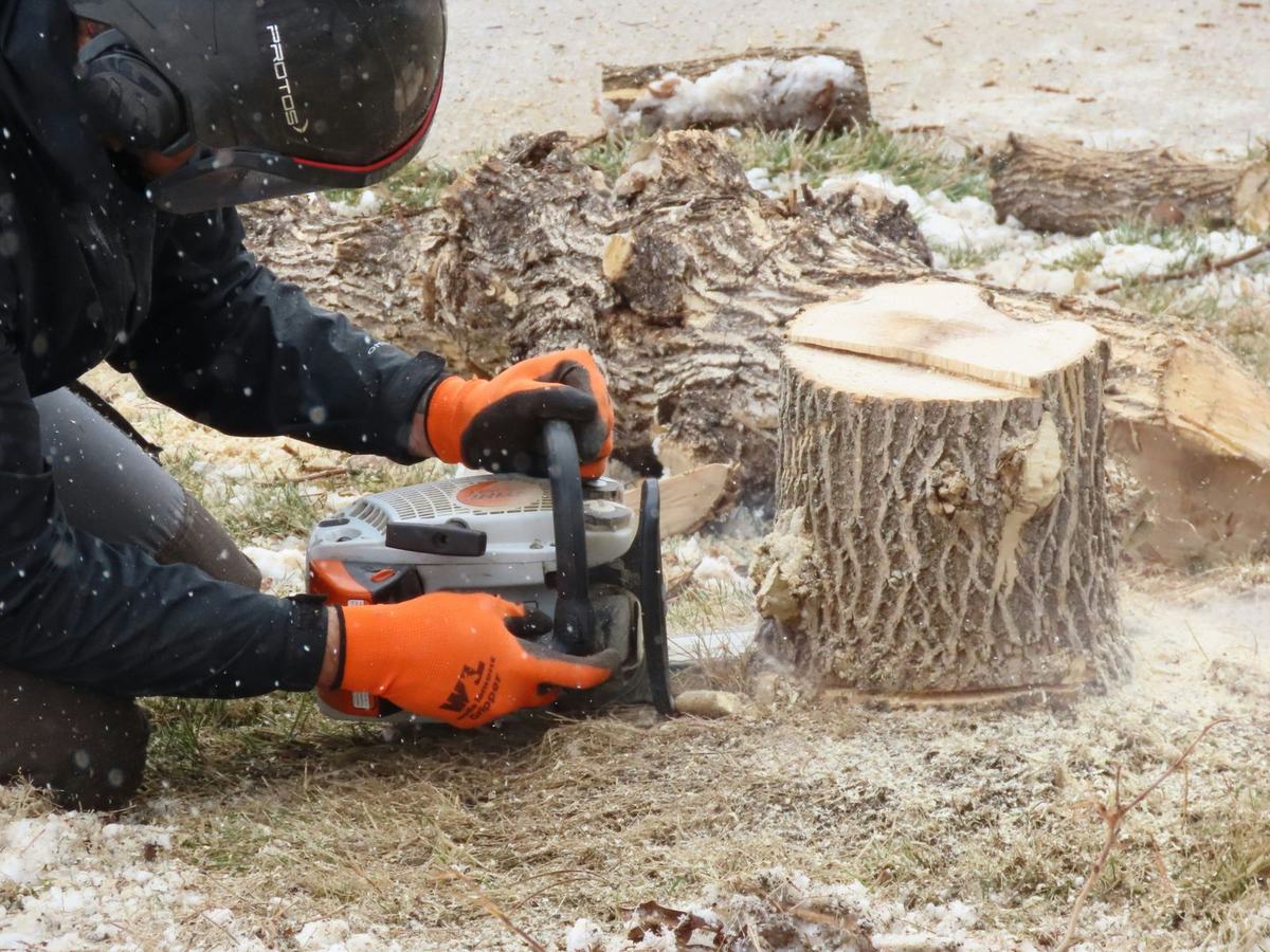 Operator in protective kit cutting a tree stump with a chainsaw