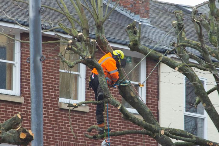 Climber pruning and reducing a mature tree beside a brick house