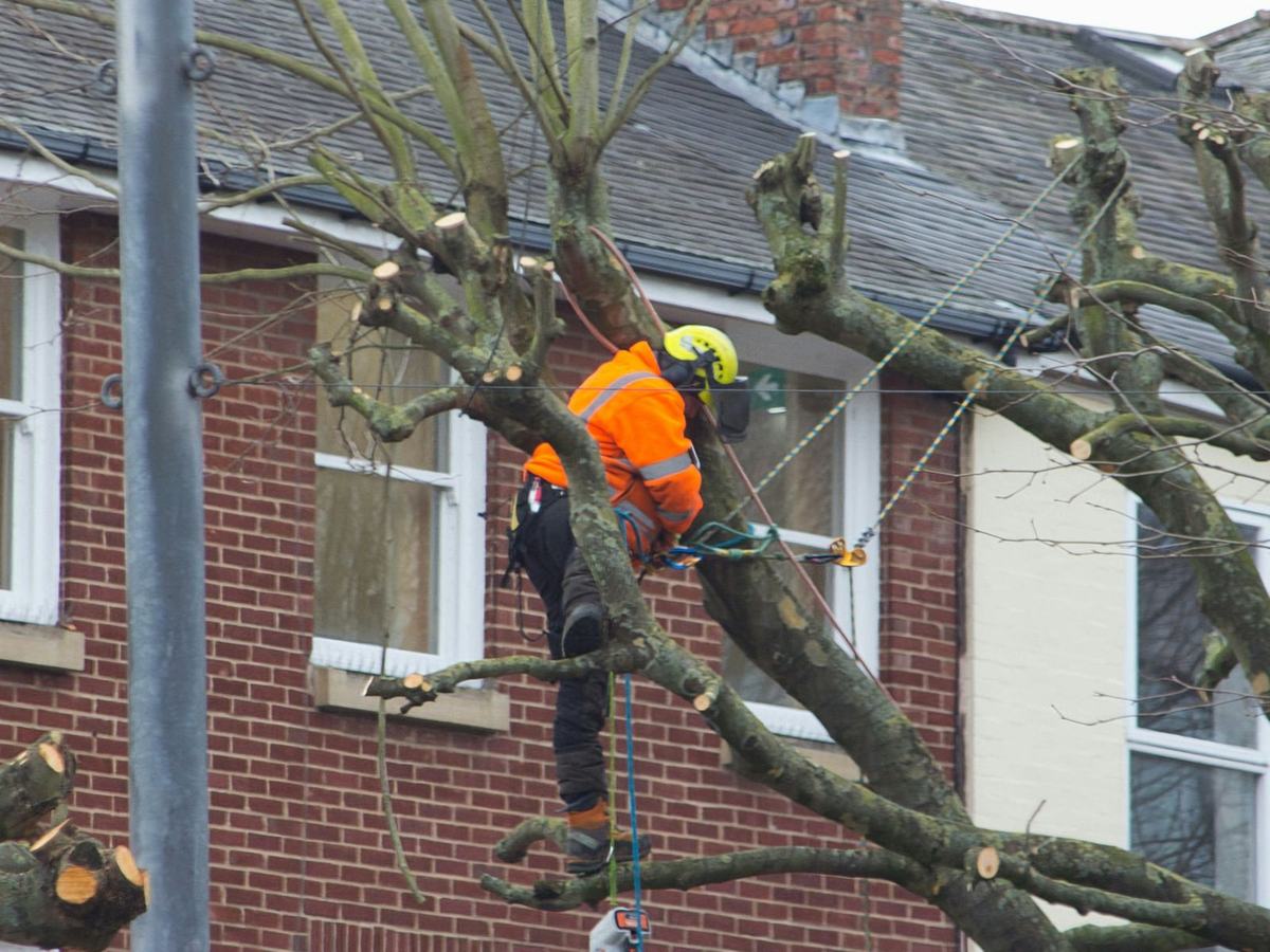 Climber pruning and reducing a mature tree beside a brick house