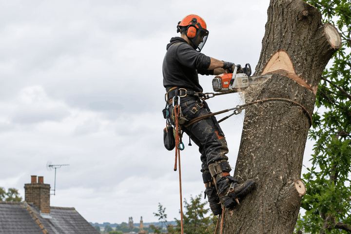 Climber with a chainsaw taking a tree down in sections beside a house